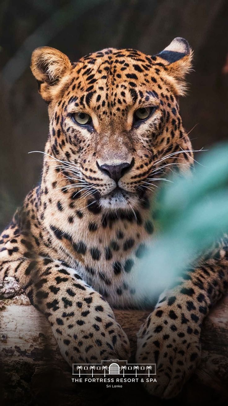 Leopard in Yala National Park