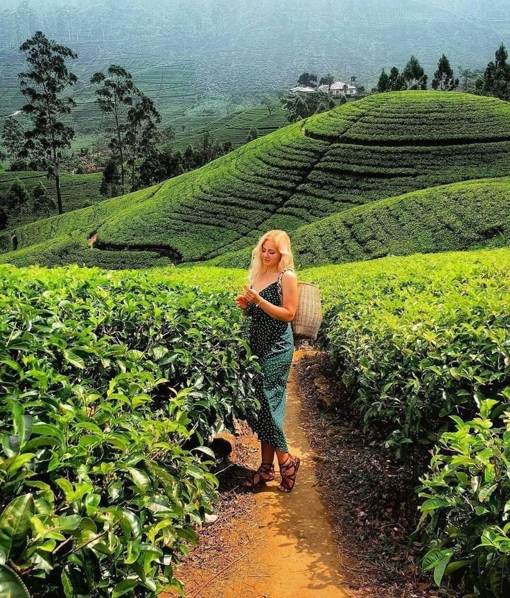 Tea plantation in Nuwara Eliya