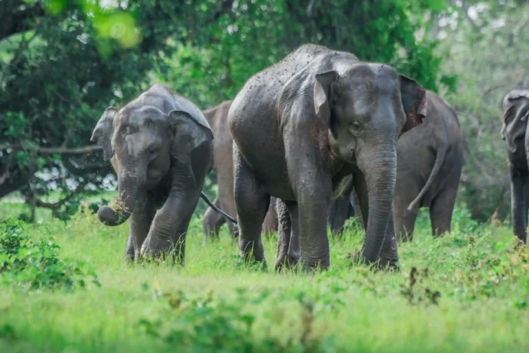 Udawalawe