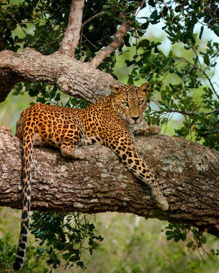 Leopard resting in a tree