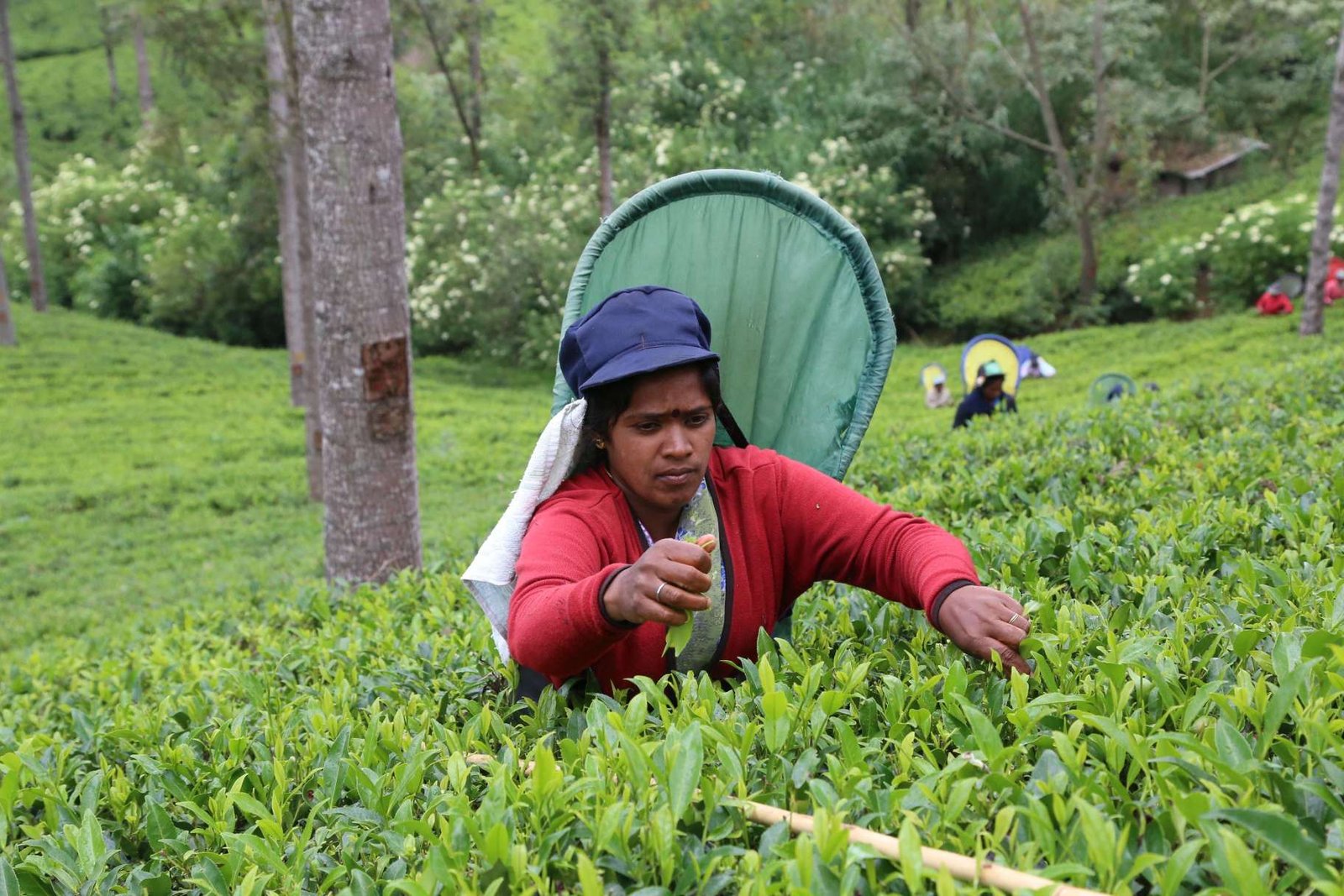 Tea plucking in Nuwara Eliya