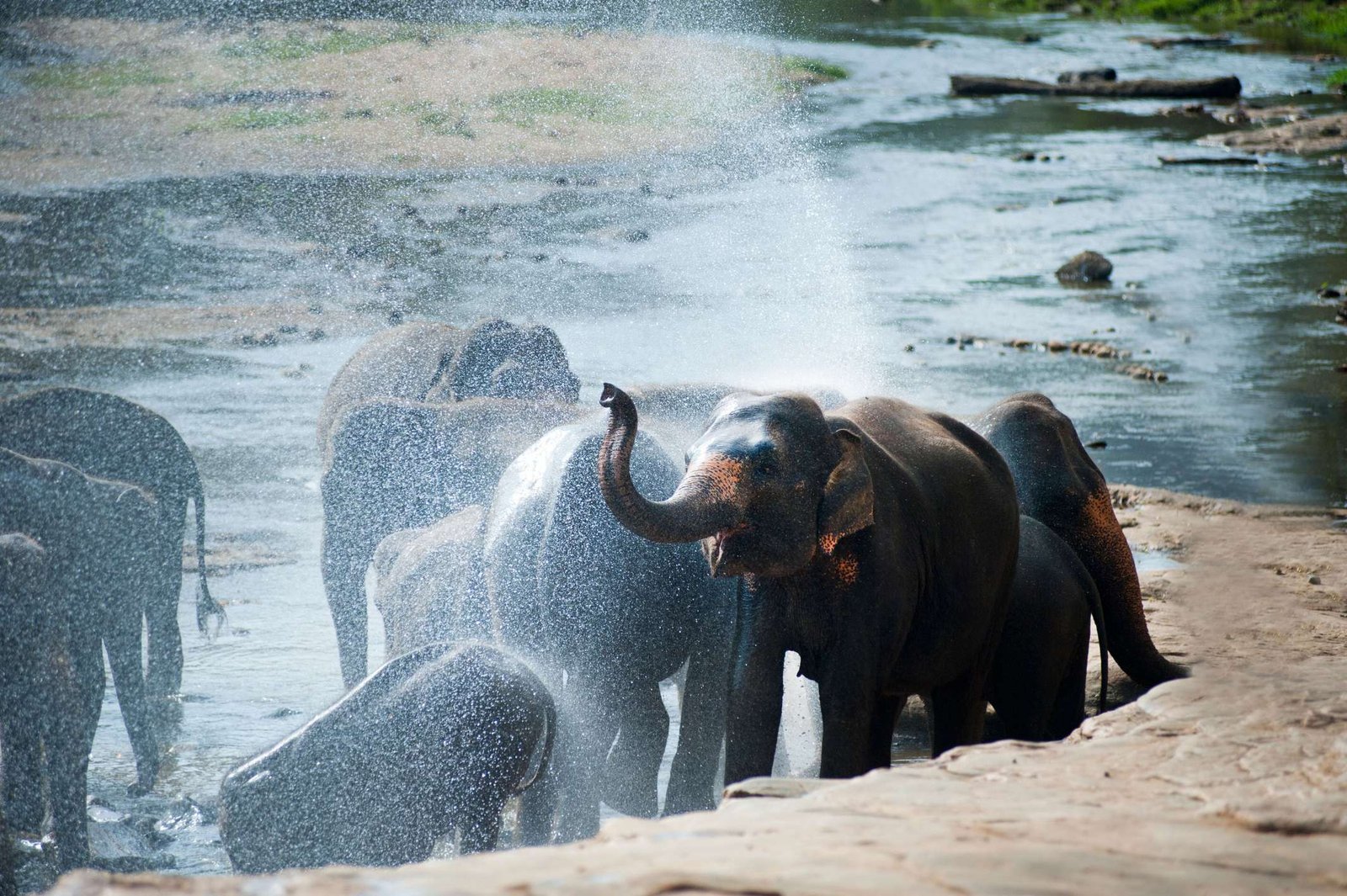 Elephants bathing at Pinnawala